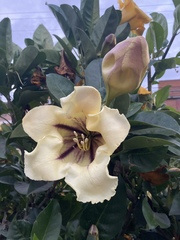 Solandra