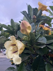 Solandra