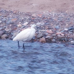 Egretta garzetta