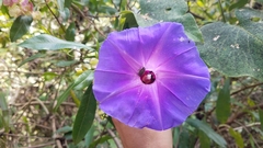 Ipomoea villifera