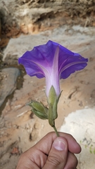 Ipomoea villifera