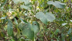 Ipomoea villifera