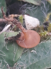 Sclerotinia trifoliorum
