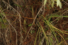 Gomphichis