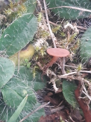 Sclerotinia trifoliorum