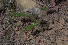 Opuntia aurantiaca