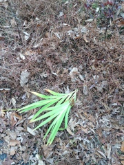 Iris domestica