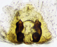 Philodromus fuscolimbatus