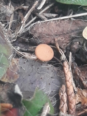Sclerotinia trifoliorum