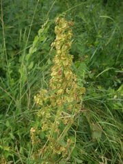 Rumex confertus