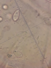 Sclerotinia trifoliorum
