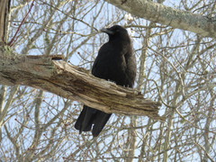Corvus brachyrhynchos