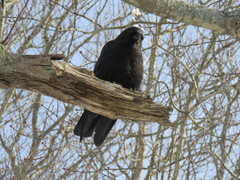 Corvus brachyrhynchos