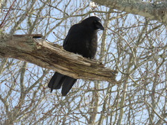 Corvus brachyrhynchos