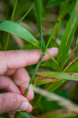 Bromus latiglumis