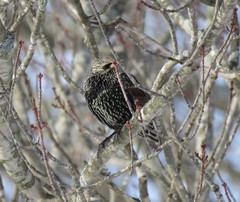 Sturnus vulgaris