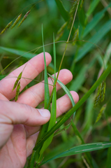 Bromus latiglumis