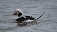 Clangula hyemalis image