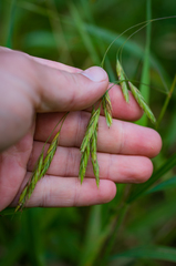 Bromus latiglumis