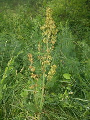 Rumex confertus