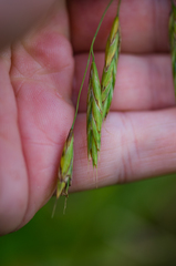 Bromus latiglumis