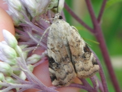 Cryptocala acadiensis