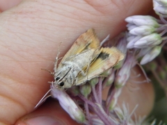 Cryptocala acadiensis