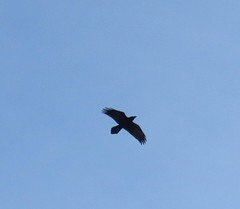 Corvus corax