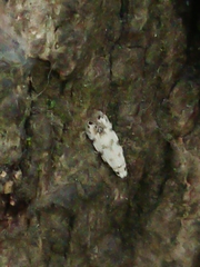 Crypsitricha stereota