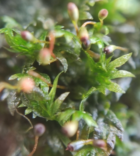 Representative image of Fissidens crassipes