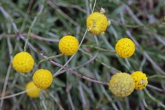 Pycnosorus chrysanthus