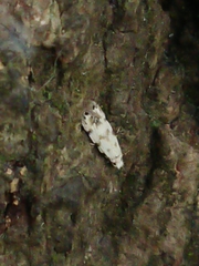 Crypsitricha stereota