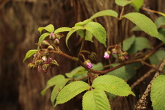 Rubus bogotensis