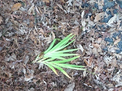 Iris domestica