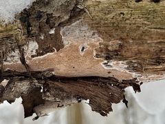 Steccherinaceae