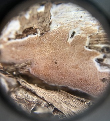 Steccherinaceae