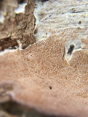 Steccherinaceae