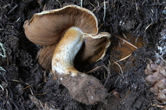 Phlegmacium