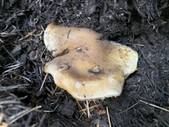 Phlegmacium