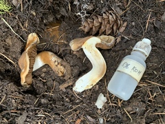Phlegmacium