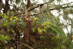 Rubus bogotensis