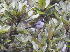 Pseudospingus verticalis