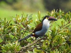 Andigena nigrirostris