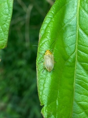 Metaxyonycha granulata