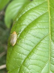 Metaxyonycha granulata