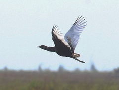 Houbaropsis bengalensis