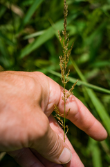 Sphenopholis intermedia