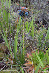 Puya eryngioides