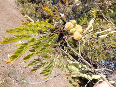 Leucaena retusa