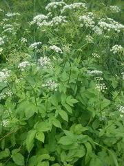 Chaerophyllum aromaticum